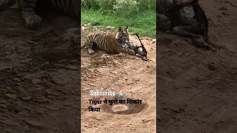 Tiger killed dog at zone 2 Ranthambore National Park