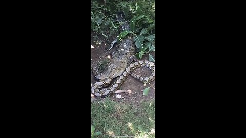 Alligator vs Snake