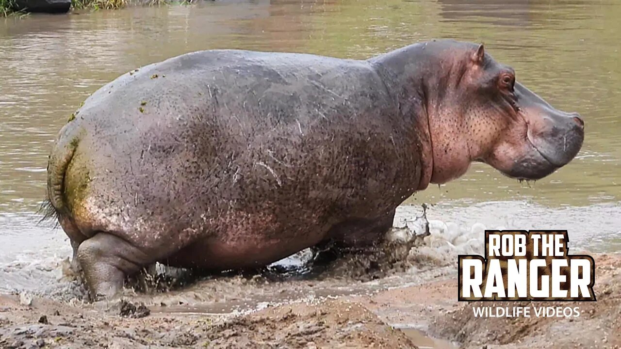 Hippo Stampede | Maasai Mara Safari | Zebra Plains