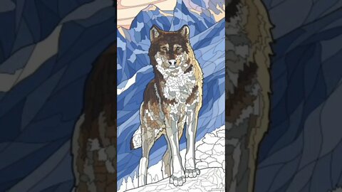 Here is a pretty mountain wolf