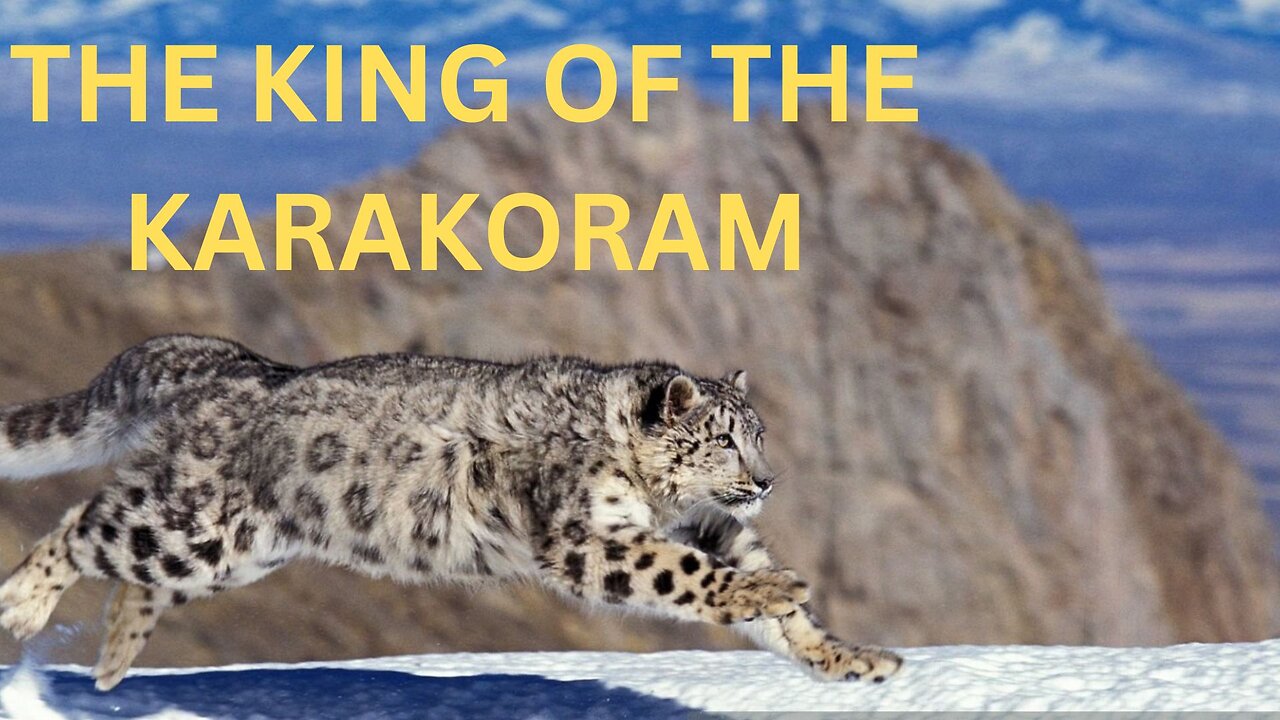 SNOW LEOPARD THE KING OF KARAKORAM , HIMALIYA . AND HINDUKUSH RANGE