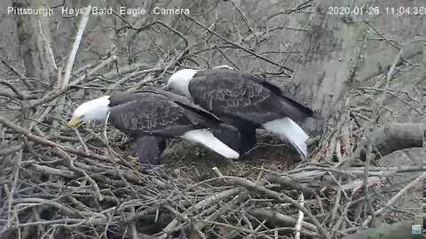 Hays Eagles Dad says STICK!! 1.28.20 11:03AM