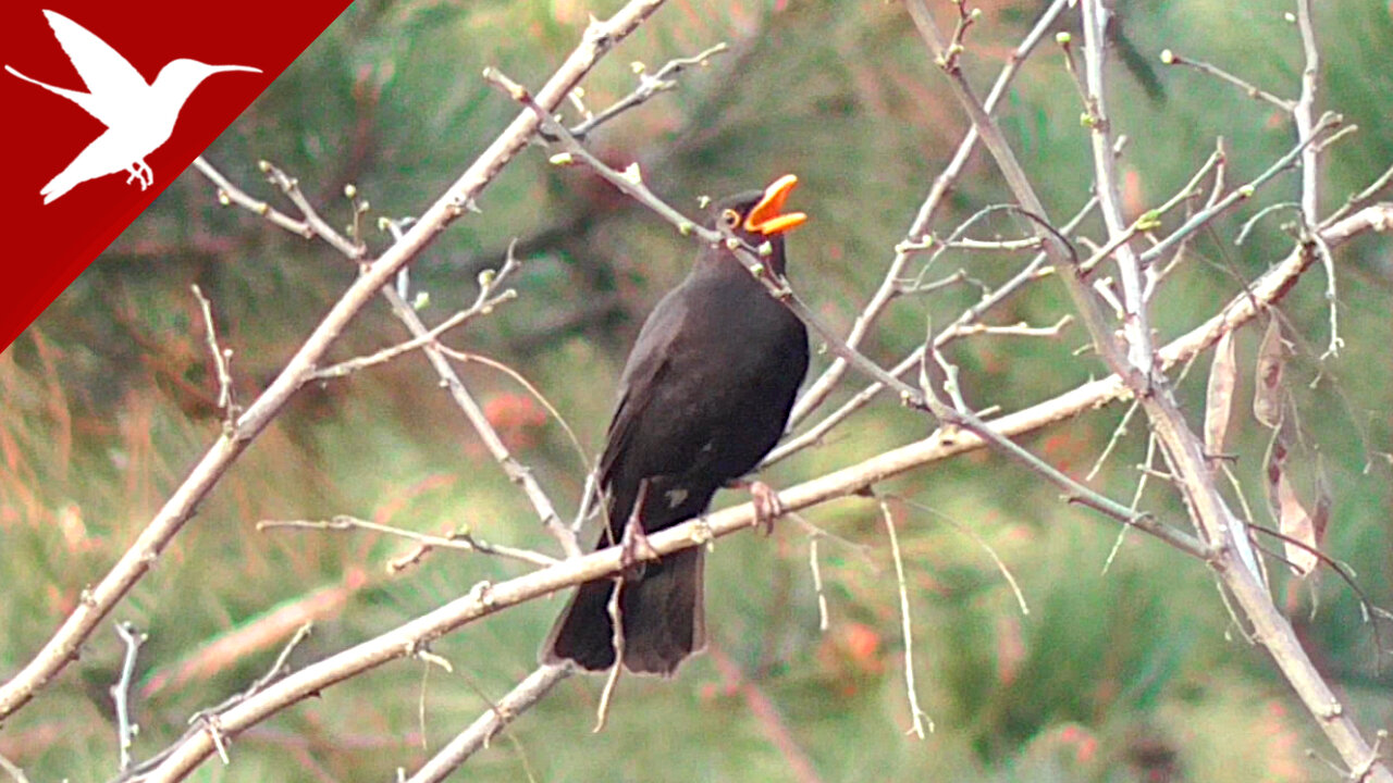 Turdus merula - Blackbird - Merle - Черный дрозд - Mirlo