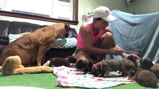 Feeding chip litter