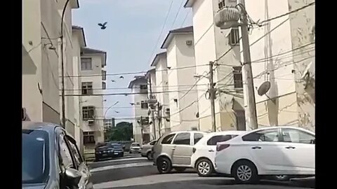 O FANTASTICO ENCANTADOR DE POMBOS [ VIRALIZOU ] VIRAL [ POMBO ]