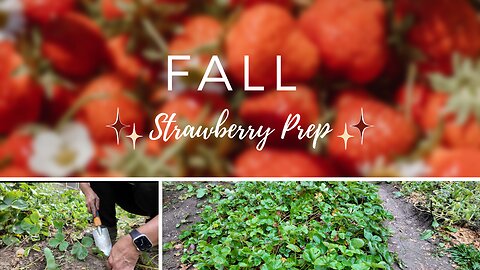 Prepping STRAWBERRIES for the spring to get MORE BERRIES