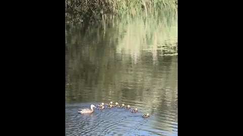 Ducklings #animals #wildlife #ducks #shortsvideo #subscribe #shorts #shortsfeed #video #new