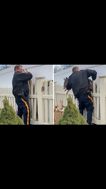 Police rescue doe trapped between two fences
