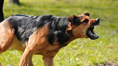 Few simple tricks to make your dog more aggressive