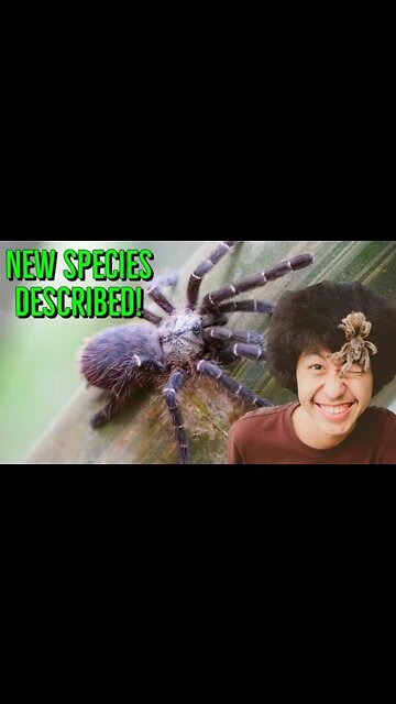 NEW Tarantula Species Discovered By Youtuber!