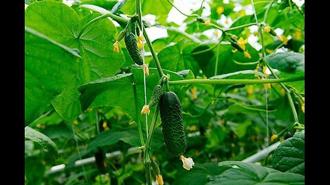 Best gardening tricks and tips 👆👆👆
