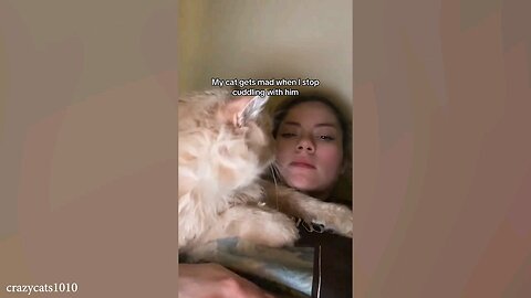 Funny Cat and Human Videos