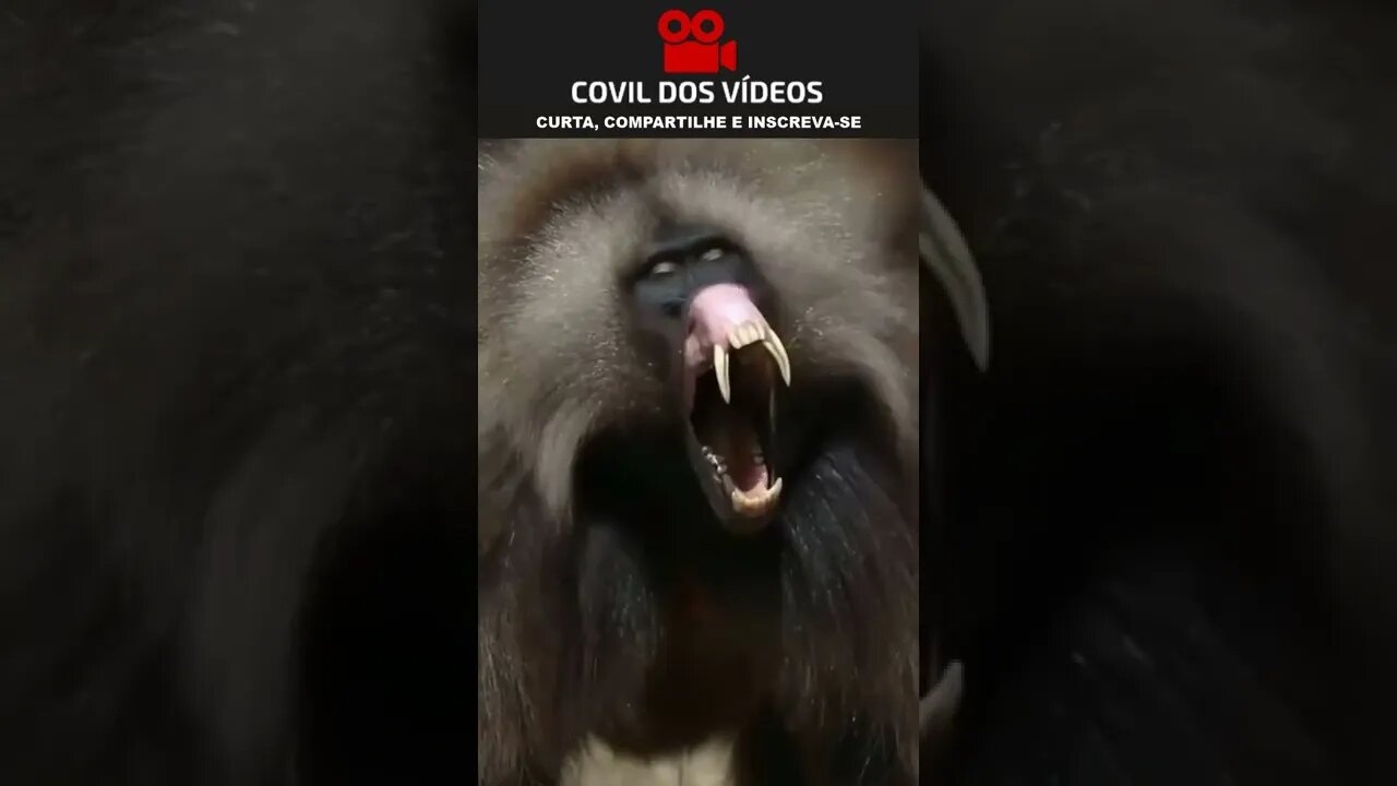 veja o macaco mais assustador de todos