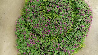 Melinda’s Garden Moment - Grow a Fibonacci Spiral Garden