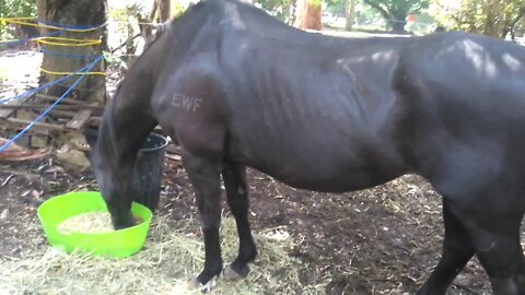 Cleo after a couple of weeks - she came to us on 10th Oct 2016