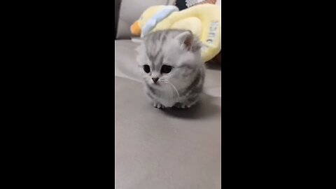 so cute cat