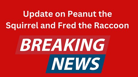 Update on Peanut the Squirrel and Fred the Raccoon.