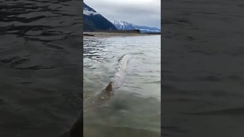 Giant sturgeon