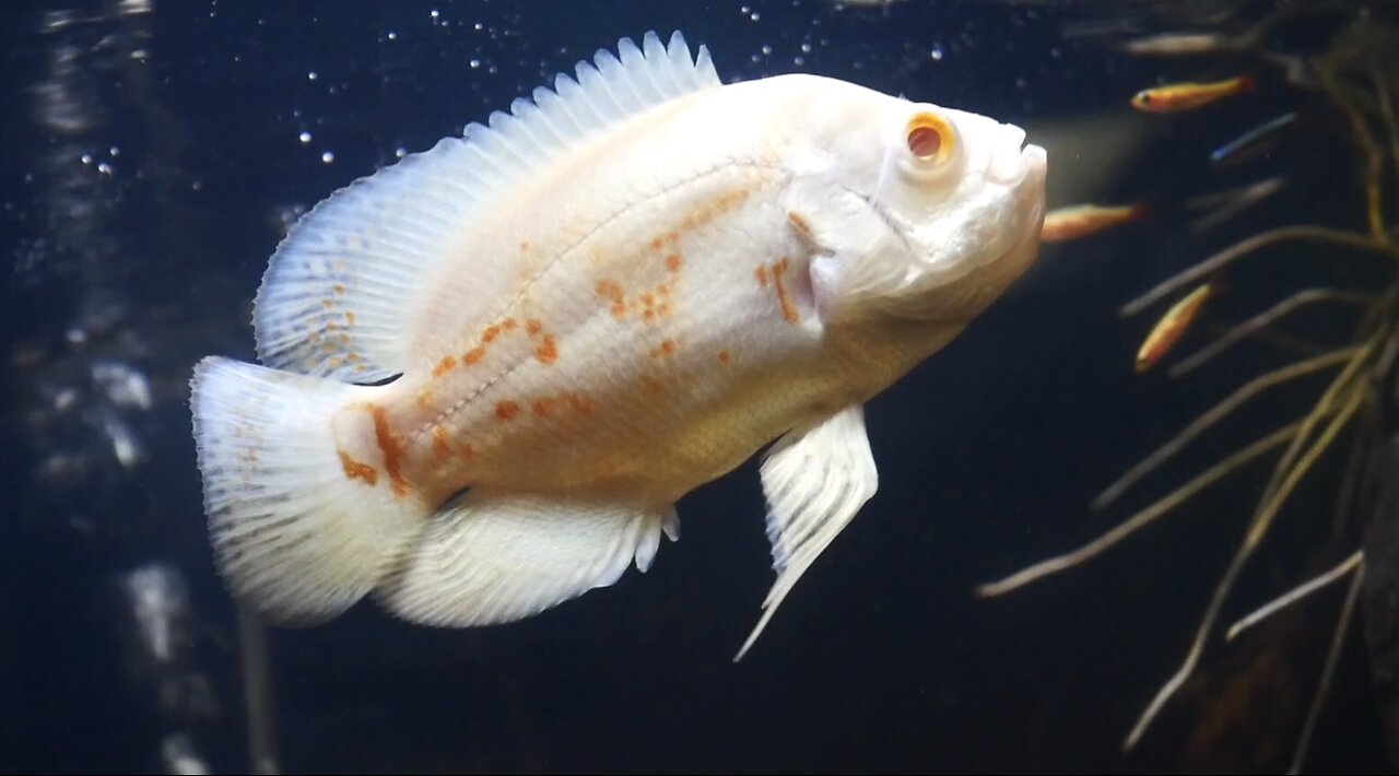 ALBION OSCAR FISH (OSCAR CICHLID). VERY RARE