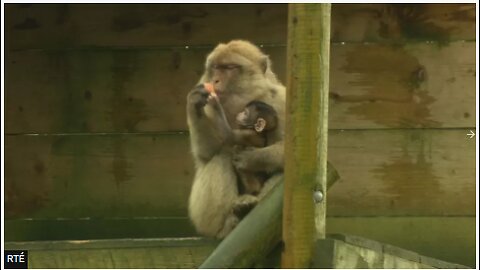 FRIDAY FUN - ENDANGERED MONKEY IS BORN IN IRELAND'S WILD IRELAND SANCTUARY