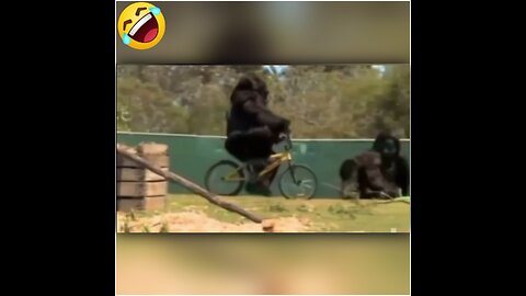 Funny Animal Videos (Part 20)