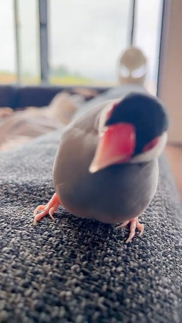 A little bird having a blast