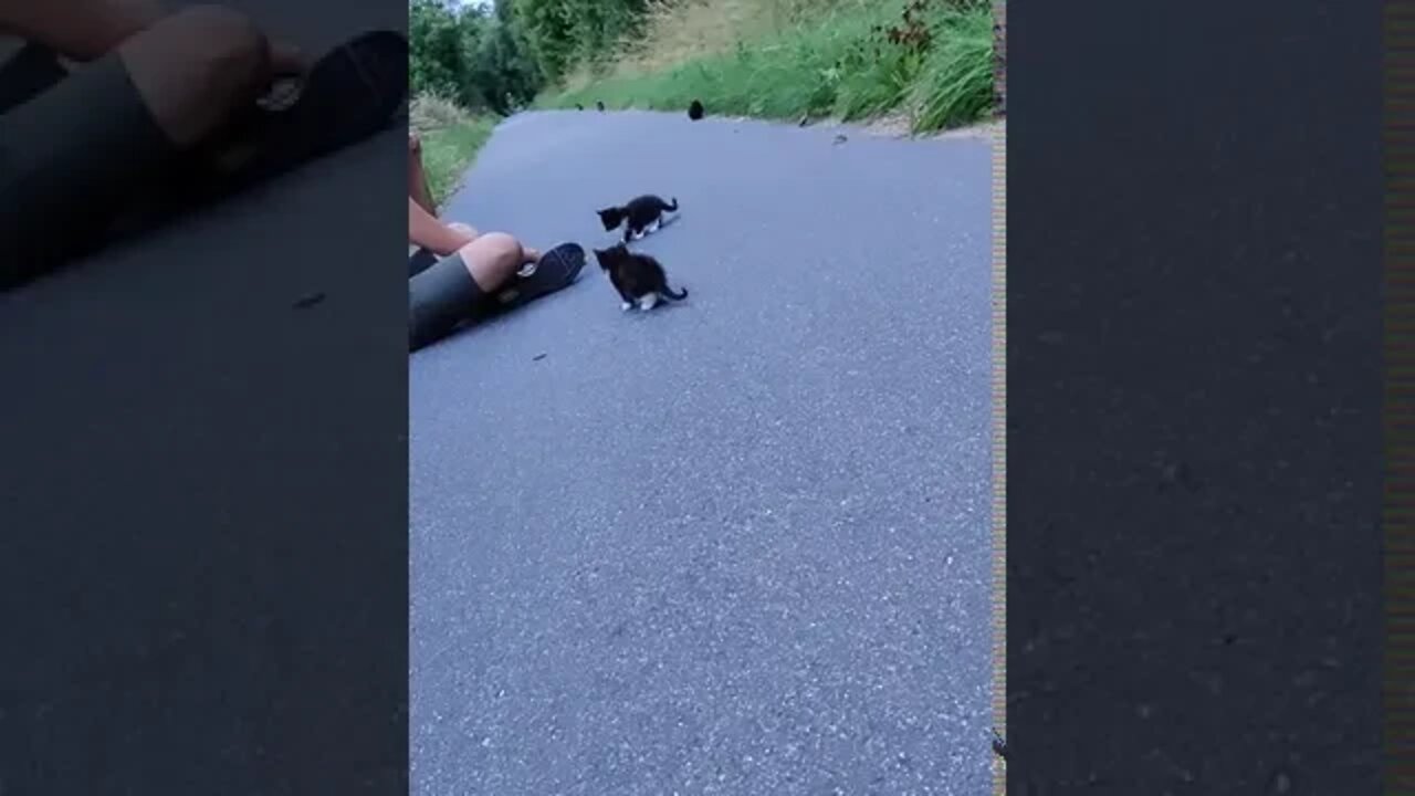 July 18, 2020 found a cat when running!