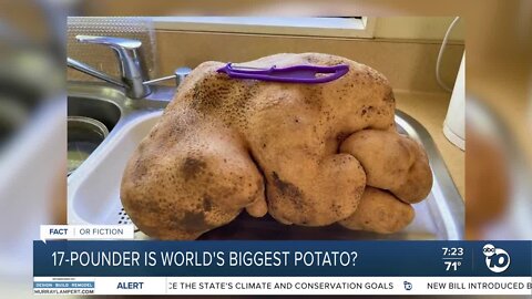 Fact or Fiction: 'World's largest potato' found in New Zealand?