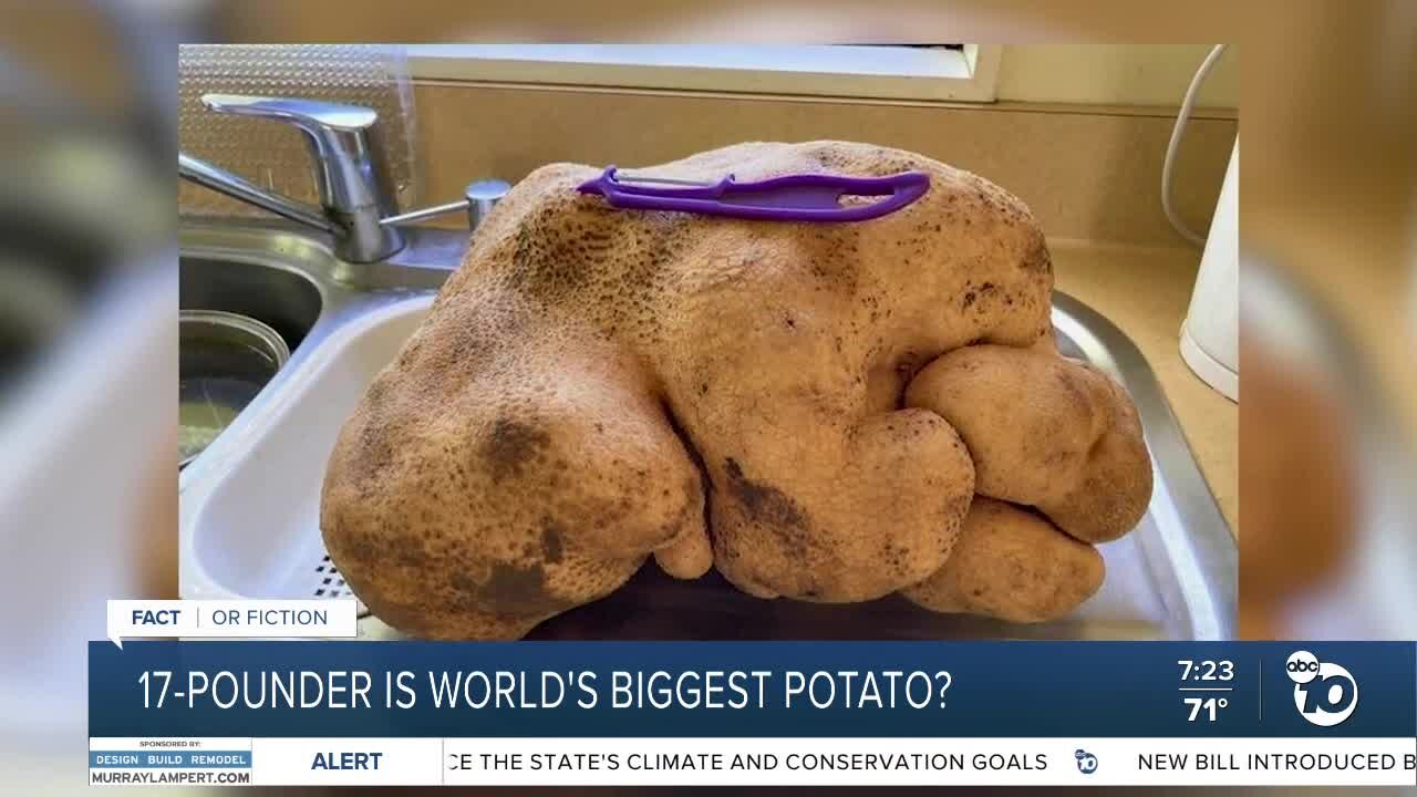 Fact or Fiction: 'World's largest potato' found in New Zealand?