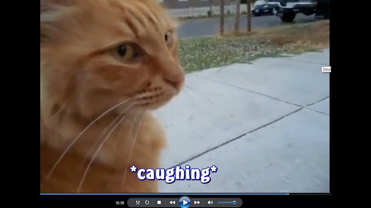 CAT VIDEO: Old Lady adopts cat living under house