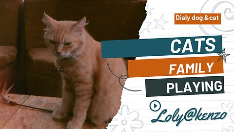 Cat family playing