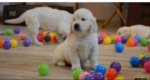 Baby dog playing with balls,