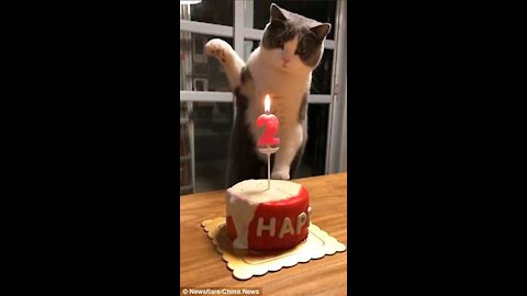 a cat blows a candle by itself