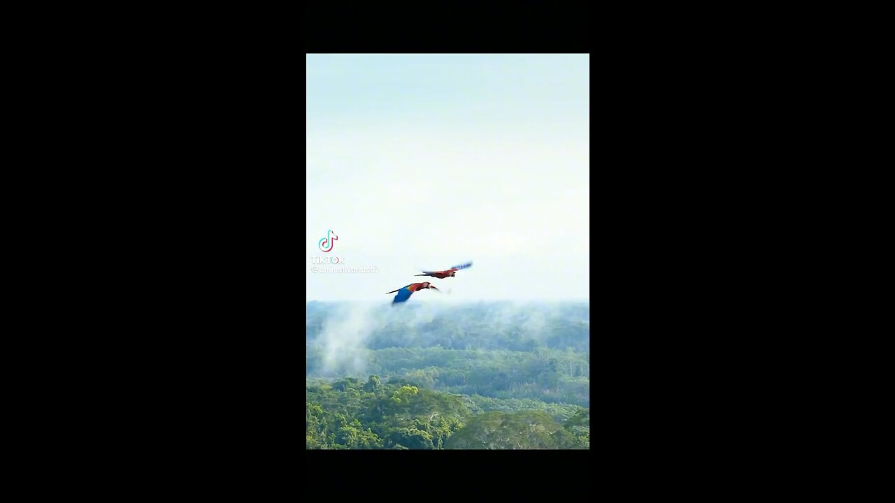 parrot