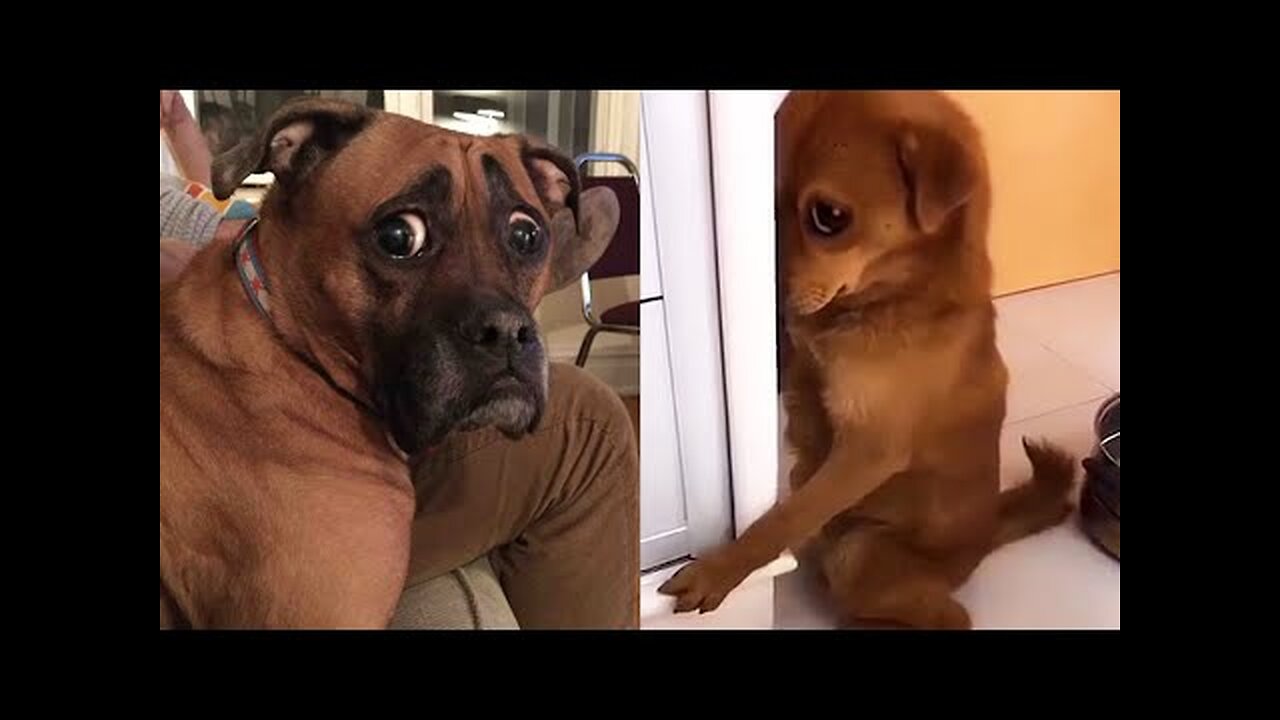 Funny Dogs 😍🐶 that will make you laugh | Best dogs videos 😅😅