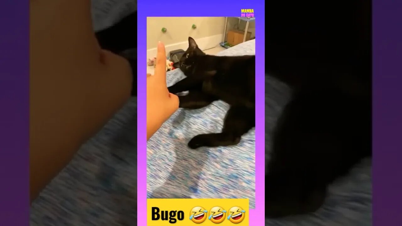 GATO BUGOU 🤣🤣🤣#viral #shorts #cats #youtubeshorts #shorts