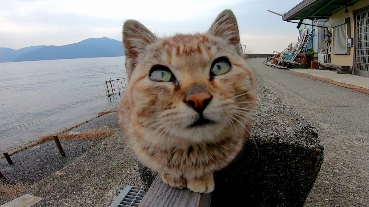 A kitten who sits on the knee immediately after sitting next to