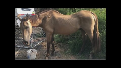 Rescue horse Arthur Day 18. The vet saw him today and I'm gradually changing his feed.