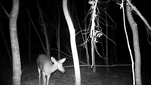 Deer hanging around my trail cam