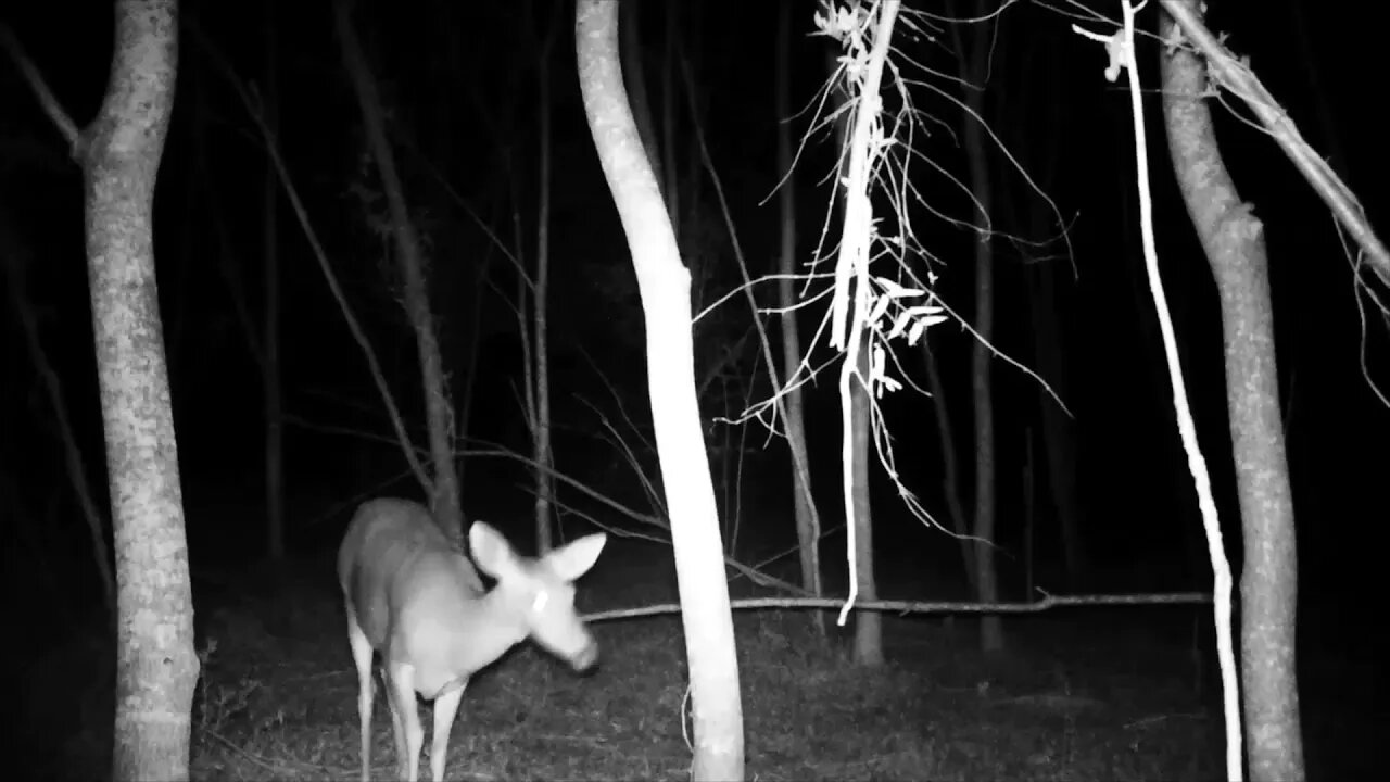 Deer hanging around my trail cam