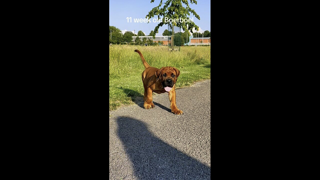 Boerboel Transformation From 3 Months To 1 Year #boerboel #mastiff