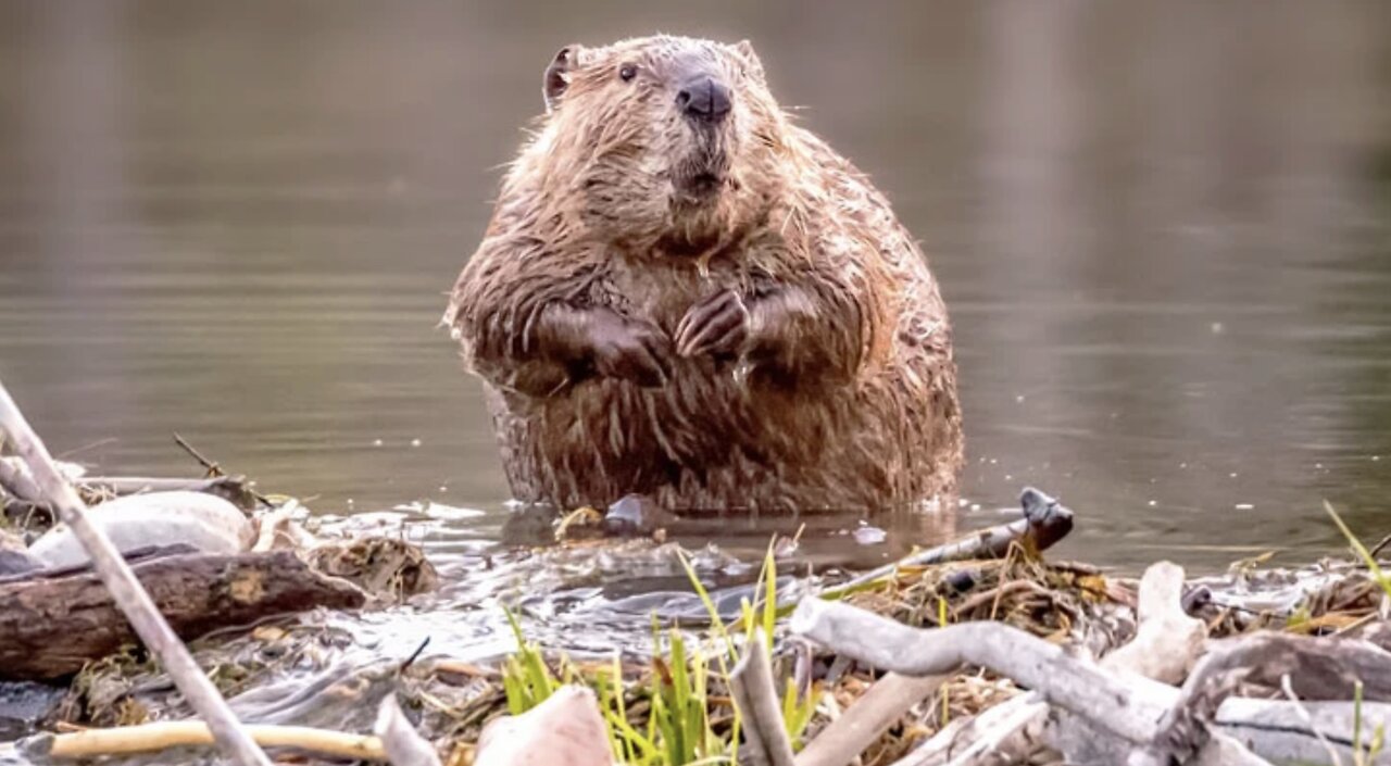 We Have A Family of Beavers on the Farm! ☺️🤔