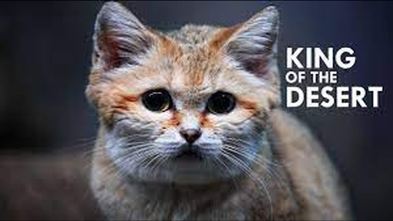 Sand Cat: The King of the Desert | #Animallovers