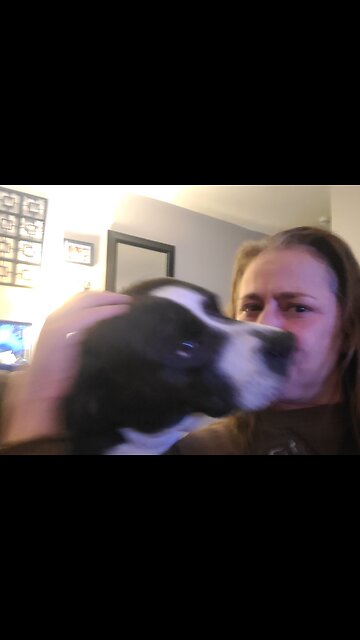 Mom & Dog play charades! Bruno the pit bull DEMANDING a belly rub. EPIC VIDEO