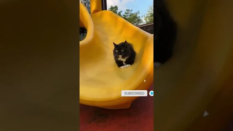 cute cat videos 😹 funny videos 😂 474 😻