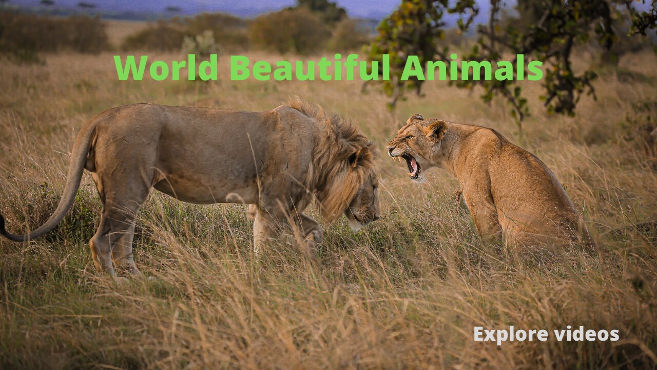 World Beautiful animals