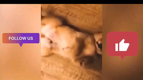 🤣🤣very funny video 😂😂😆🤣 very beautiful ❤️😍 animal