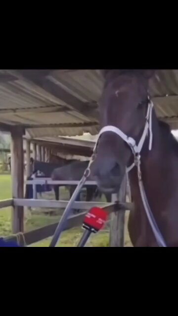 🥰Horse🐎🥰 | Funny Edit | Part 4 |