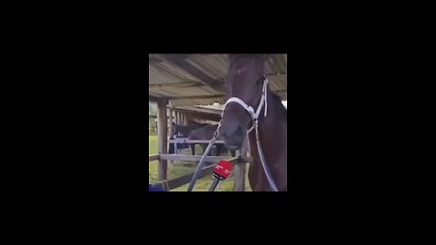 🥰Horse🐎🥰 | Funny Edit | Part 4 |