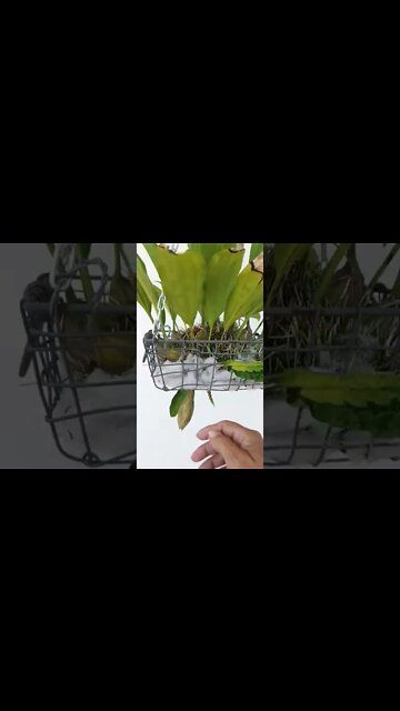 🙌🏼🤸🏼‍♀️🙌🏼 #StanhopeaAssidensis #spikewatch #budwatch #ninjaorchids #stanhopea #basketcase 🤪 #shorts